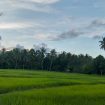 Cetak Sawah Baru 283 Hektare, Parigi Moutong Genjot Produksi Pangan. Foto: PaluPoso.id