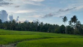 Cetak Sawah Baru 283 Hektare, Parigi Moutong Genjot Produksi Pangan. Foto: PaluPoso.id