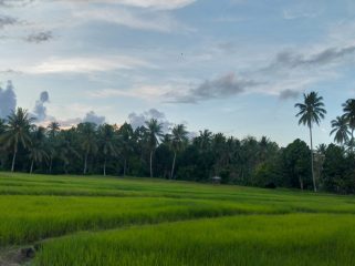 Cetak Sawah Baru 283 Hektare, Parigi Moutong Genjot Produksi Pangan. Foto: PaluPoso.id
