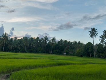 Cetak Sawah Baru 283 Hektare, Parigi Moutong Genjot Produksi Pangan. Foto: PaluPoso.id