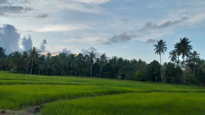 
 Cetak Sawah Baru 283 Hektare, Parigi Moutong Genjot Produksi Pangan. Foto: PaluPoso.id