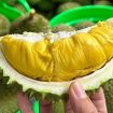 Durian Masuk Prioritas, Parigi Moutong Perluas Areal Tanam. Foto: Istimewa