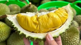 Durian Masuk Prioritas, Parigi Moutong Perluas Areal Tanam. Foto: Istimewa