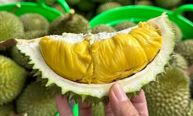 
 Durian Masuk Prioritas, Parigi Moutong Perluas Areal Tanam. Foto: Istimewa