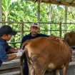 Ilustrasi petugas melakukan pelayanan inseminasi buatan terhadap sapi milik peternak. Foto: PPID/AI