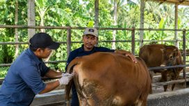 Ilustrasi petugas melakukan pelayanan inseminasi buatan terhadap sapi milik peternak. Foto: PPID/AI