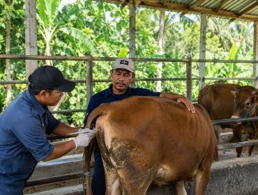Ilustrasi petugas melakukan pelayanan inseminasi buatan terhadap sapi milik peternak. Foto: PPID/AI