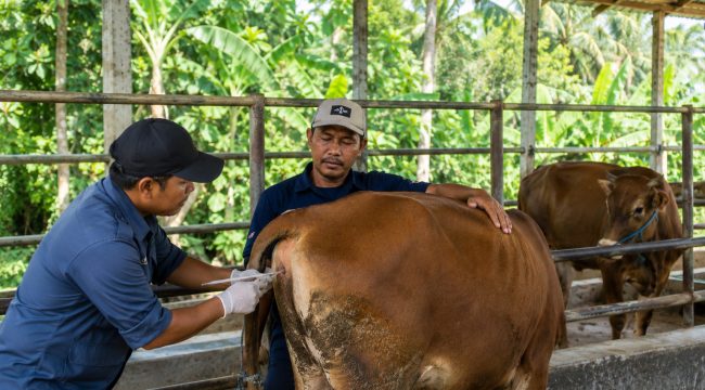 Ilustrasi petugas melakukan pelayanan inseminasi buatan terhadap sapi milik peternak. Foto: PPID/AI