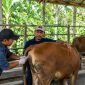Petugas inseminasi buatan melayani sapi milik peternak di kandang komunal Kabupaten Parigi Moutong.