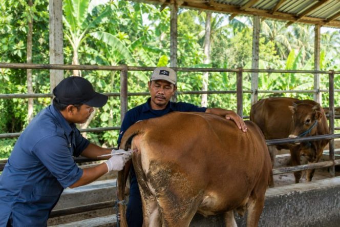 
 Ilustrasi petugas melakukan pelayanan inseminasi buatan terhadap sapi milik peternak. Foto: PPID/AI