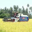 Mesin panen bekerja di lahan padi Desa Walatana, Sigi, yang dikembangkan sebagai model pertanian modern Sulawesi Tengah. Foto: Pemprov Sulteng