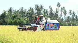 Mesin panen bekerja di lahan padi Desa Walatana, Sigi, yang dikembangkan sebagai model pertanian modern Sulawesi Tengah. Foto: Pemprov Sulteng