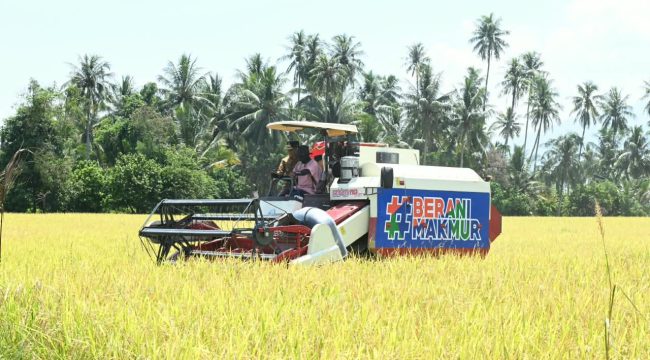 Mesin panen bekerja di lahan padi Desa Walatana, Sigi, yang dikembangkan sebagai model pertanian modern Sulawesi Tengah. Foto: Pemprov Sulteng