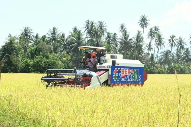 
 Mesin panen bekerja di lahan padi Desa Walatana, Sigi, yang dikembangkan sebagai model pertanian modern Sulawesi Tengah. Foto: Pemprov Sulteng